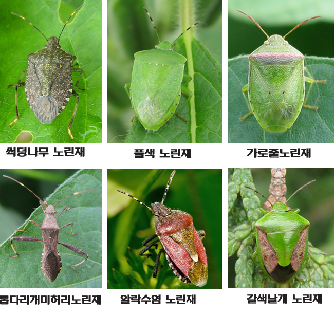 콩의 주요 노린재와 방제 ①
