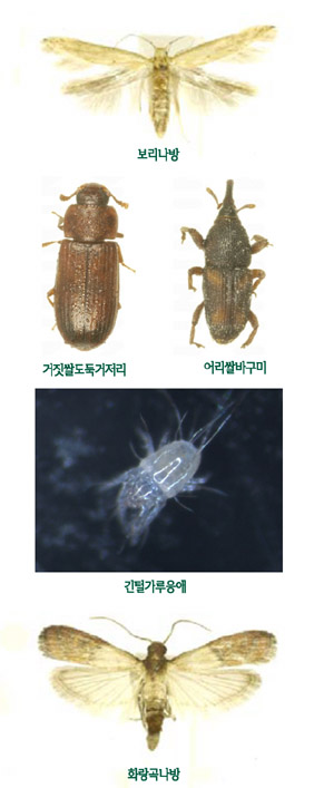쌀 저곡해충 발생 현황과 종류
