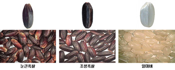 농업인신문 선정 2013년 농업 R&D 주요성과