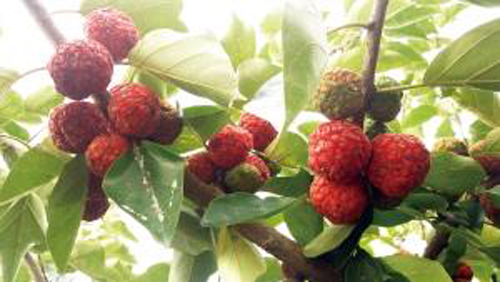 구지 뽕 열매 의 효능
