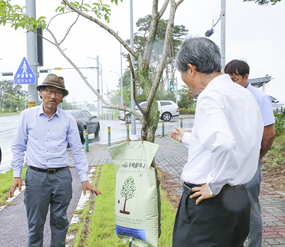  맞춤액비주머니를 이용해 홍성군 산업단지 가로수에 점적관수하는 모습