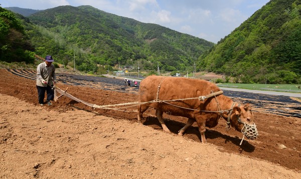 소 쟁기질