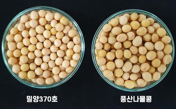 '콩' 병해·쓰러짐에 강한 국산 품종에 관심