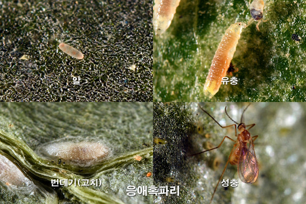 딸기 점박이응애, 친환경적으로 잡는다