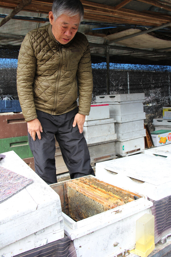대전 중구에서 양봉업을 하는 권성순 씨가 꿀벌 집단폐사로 3분의 1도 차지 않은 벌통을 살펴보고 있다.