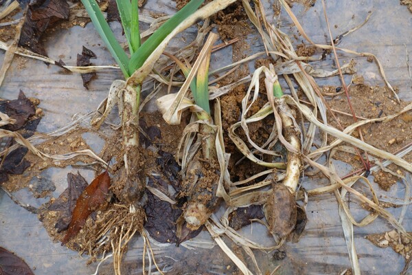 언 피해를 본 마늘