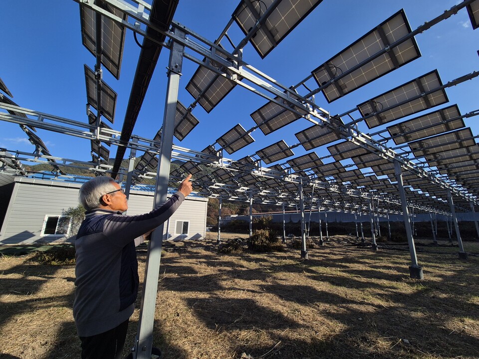 경남 거창군 과정마을의 김영길 농업인이 본인의 농지에 설치된 영농형 태양광을 가리키며, 설치 이후 지금까지 감수율 71%는 없었다고 설명했다. 그는 그런 수치가 어디서 나왔는지 전혀 알 수 없다는 입장을 밝히면서, 현재 30% 수준의 감수율은 기둥 주변에 꼼꼼히 심지 않은 이유라고 전했다. 노력만 한다면 어떤 작물이라도 감수율은 10%까지 낮출 수 있다는 부연. 김영길 농업인은 2023년까지 이곳에 벼 농사를 짓다, 2024년부턴 사료작물과 고추를 재배하고 있다.   사진=박정완