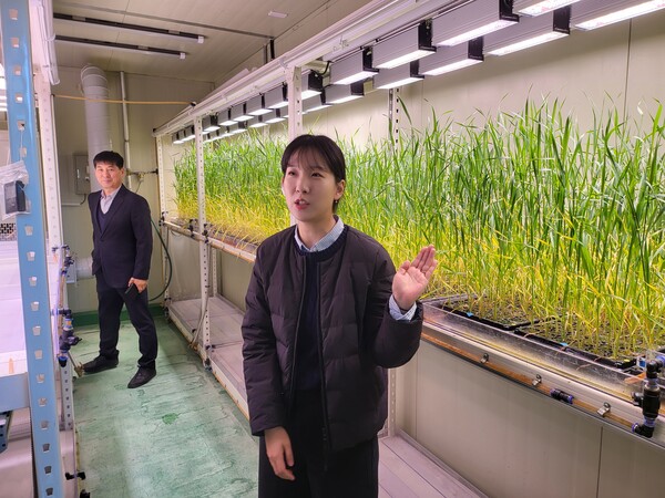 국립식량과학원 차진경 연구사가 스피드 브리딩 기술로 개발중인 밀 품종을 설명하고 있다.